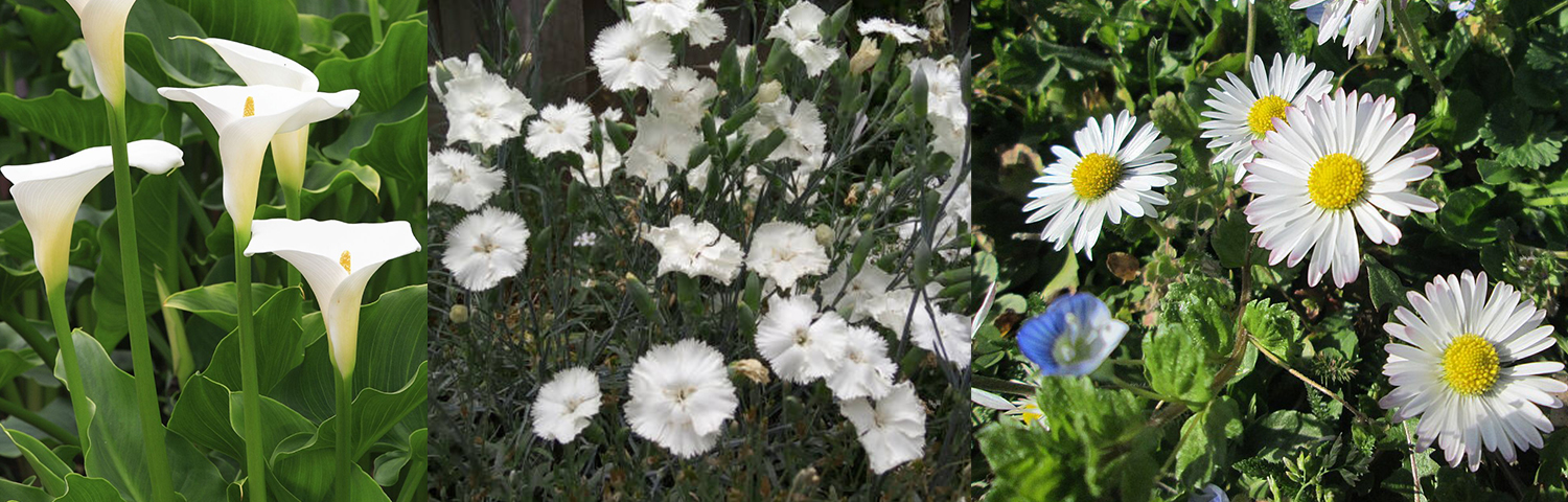 Calla Lily, Carnation, Daisy