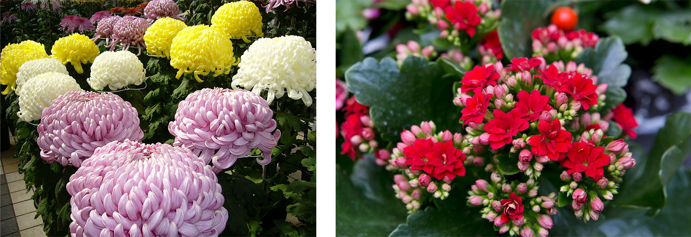 Chrysanthemum, Kalanchoe