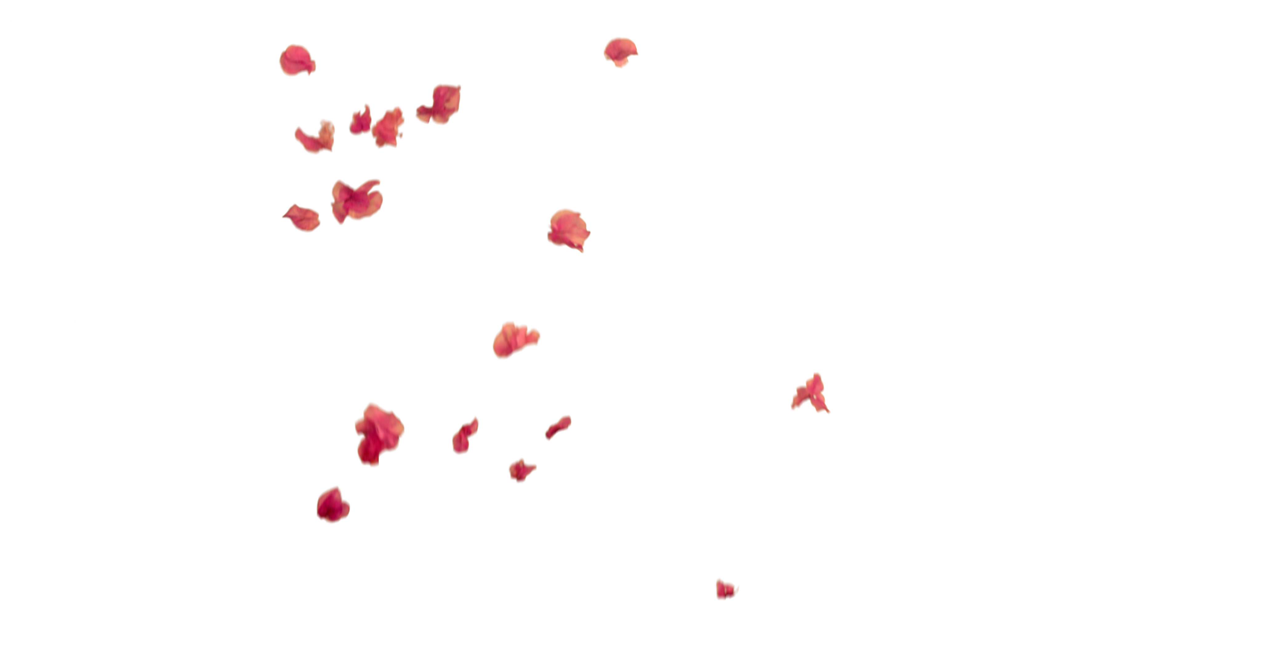 flower petals