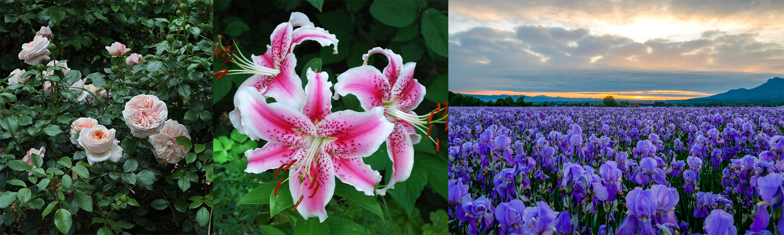 Cream rose, stargazer, iris